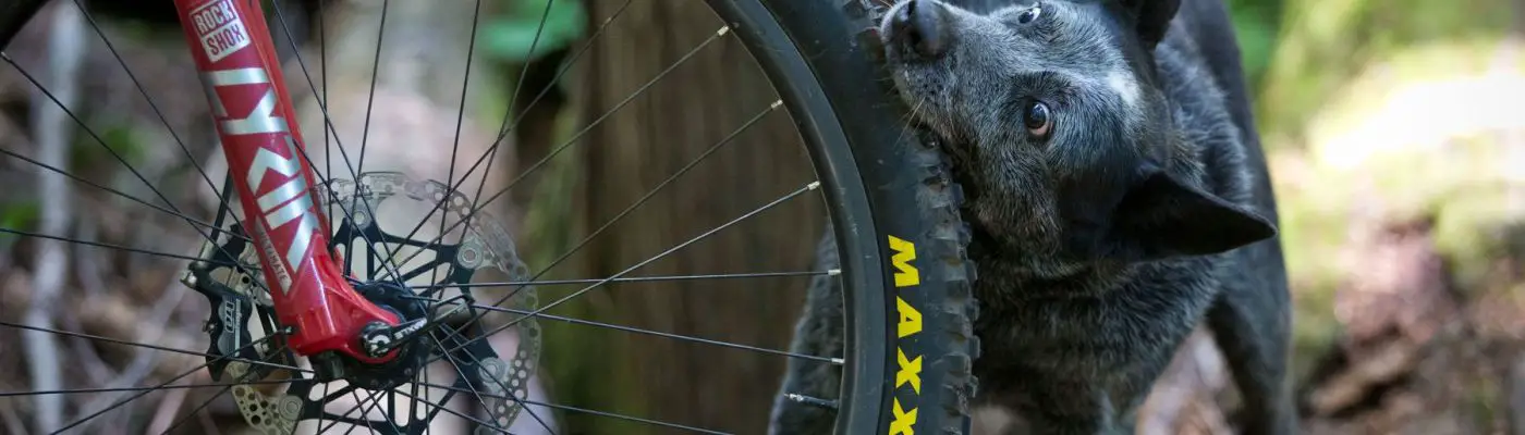 issue 137 cover dog bites tyre singletrack