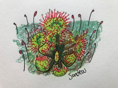 Sundew nature MTB