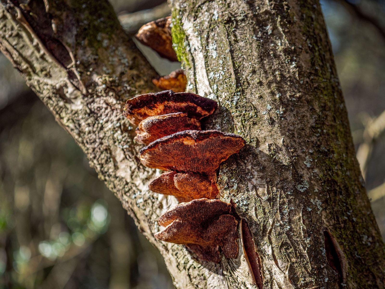 surrey hills ride classic komoot singletrackworld