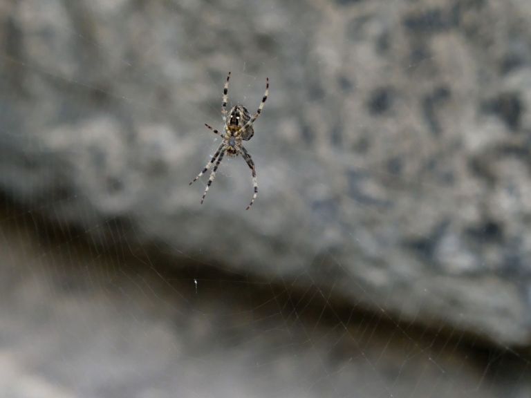 FGF 566 – Happy Days, Sad Days