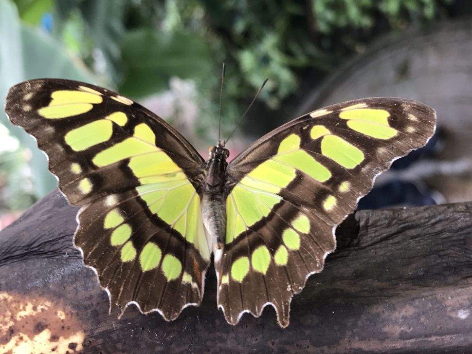 Environment sustainability butterfly