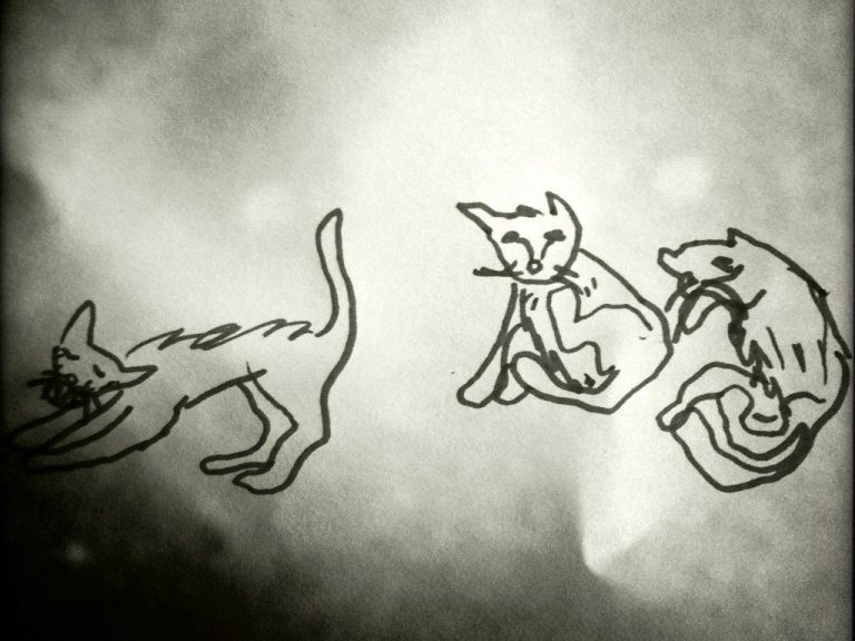 Feral Cat Cross – a different sort of event