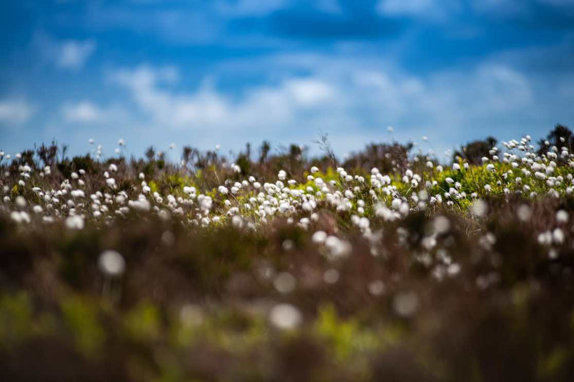 issue 144 duegars pete scullion