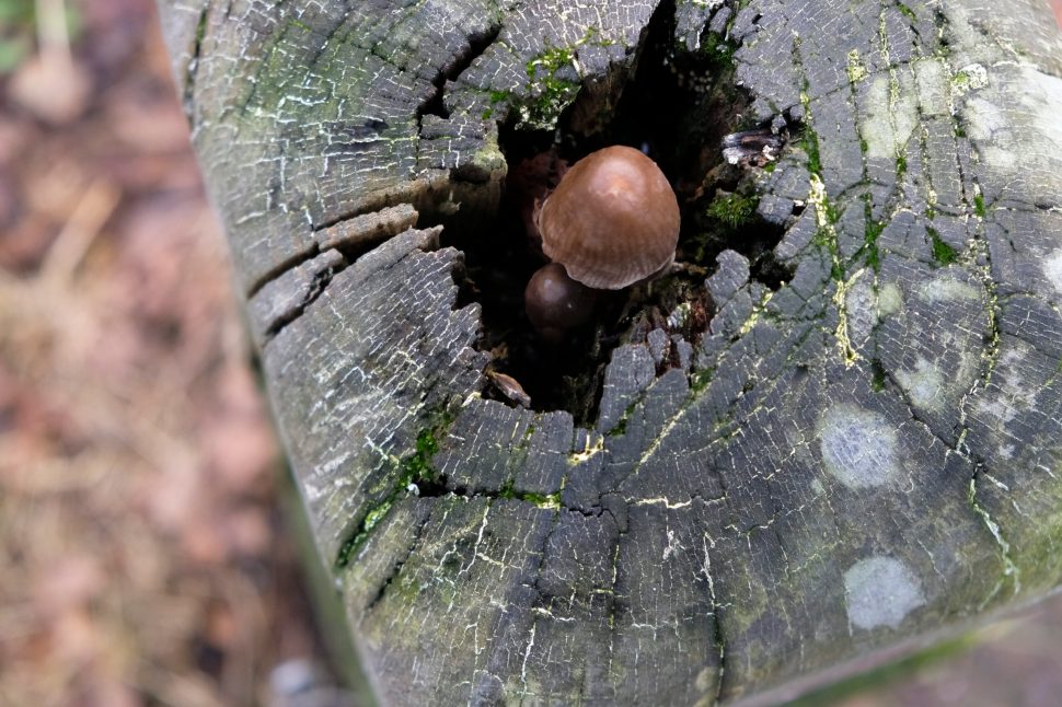 Tailfin Alloy AeroPack Frame Bag Bikepacking