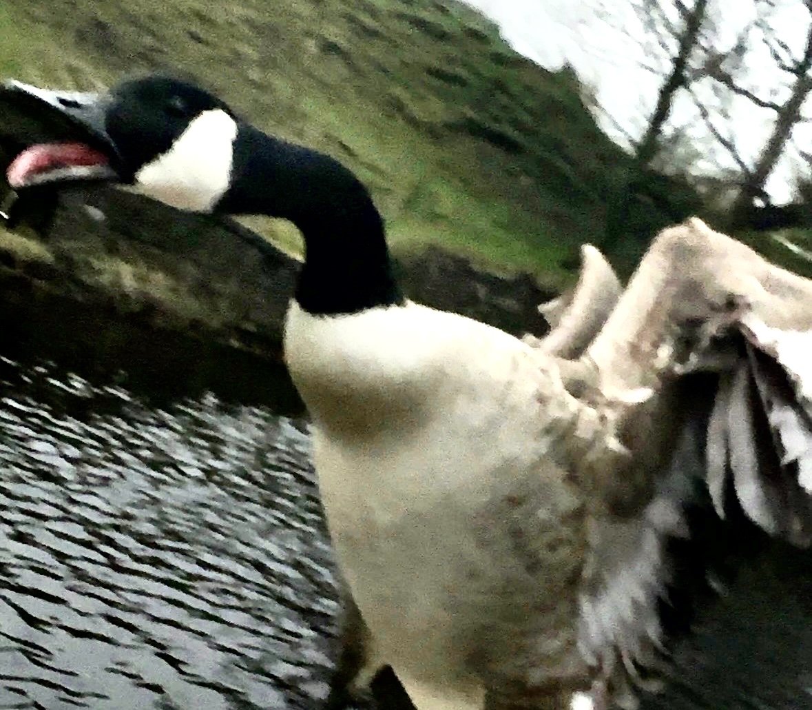 The one where Amanda punches a goose and names her pet lizard
