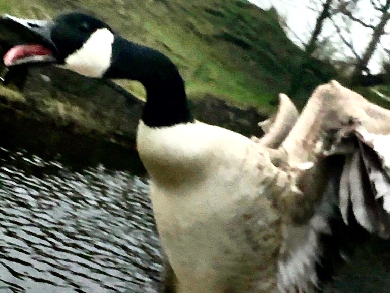 The one where Amanda punches a goose and names her pet lizard