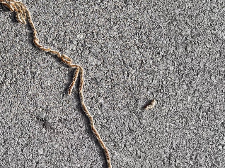 Derbyshire Mountain Bikers: Step Away From Those Caterpillars!