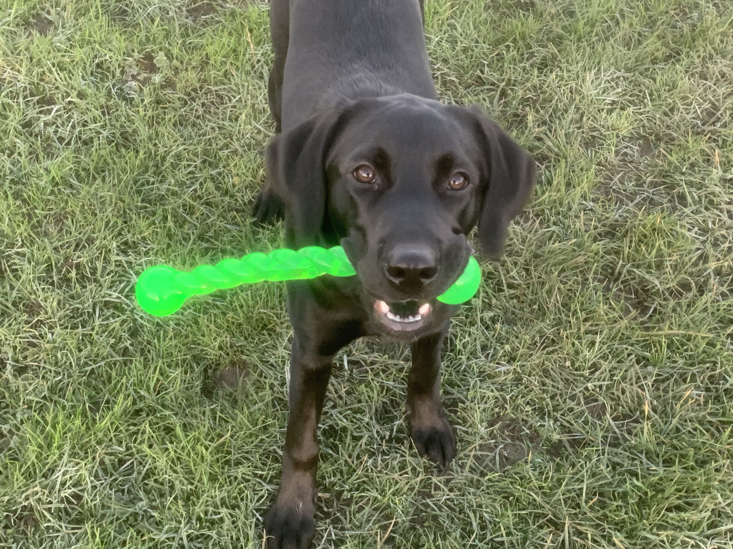 Wanted XS mountain bike for son