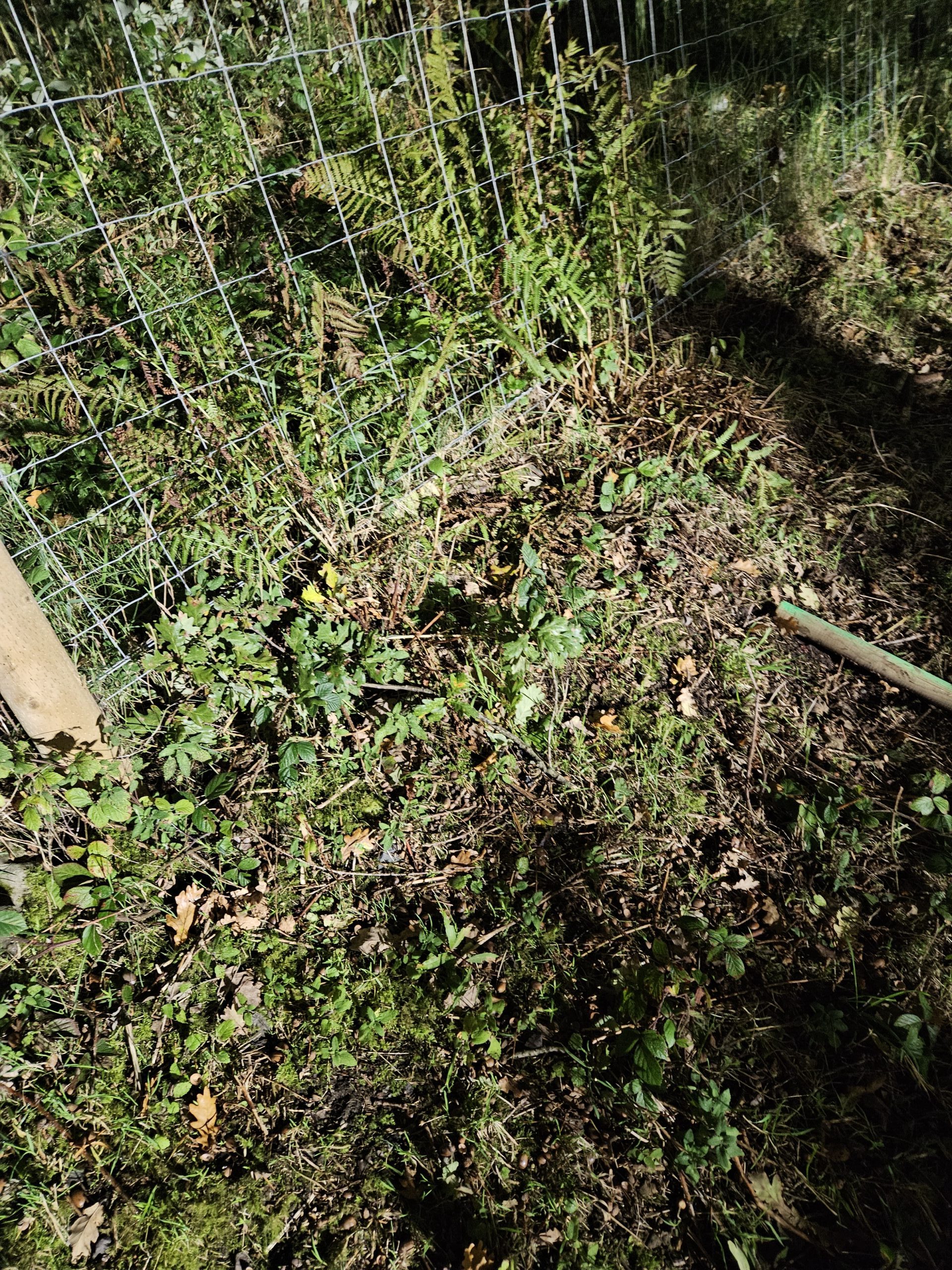 WTD- short travel 29er frame