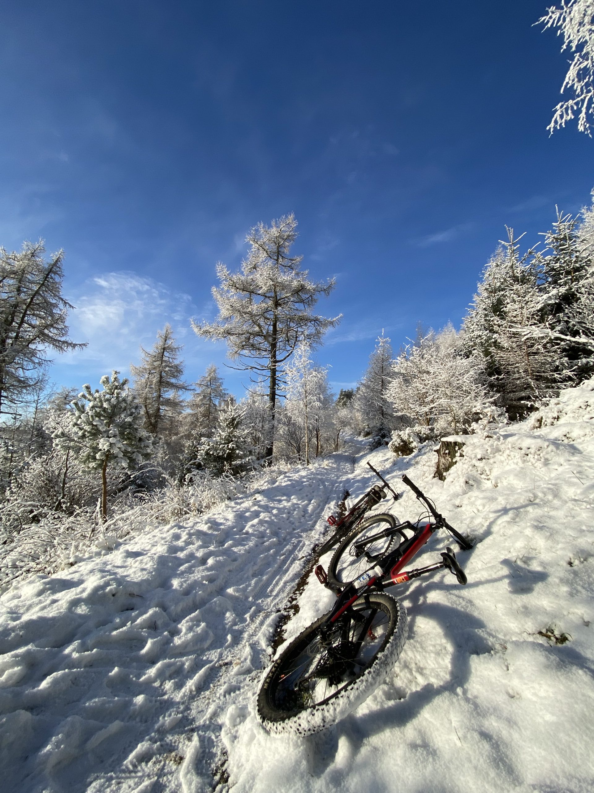 Wanted – Ice Spiker tyres 29er