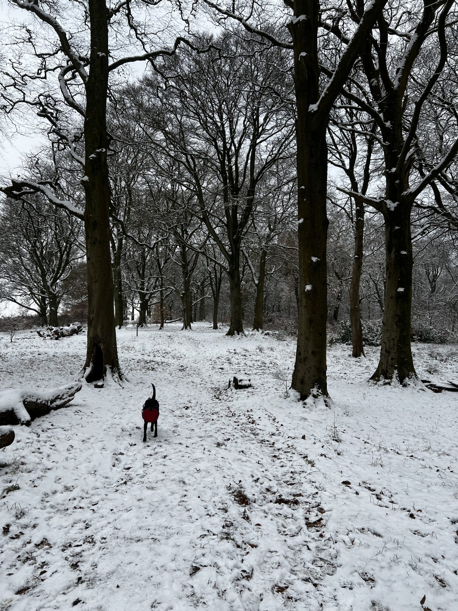 Straphpuffer Solo Entry