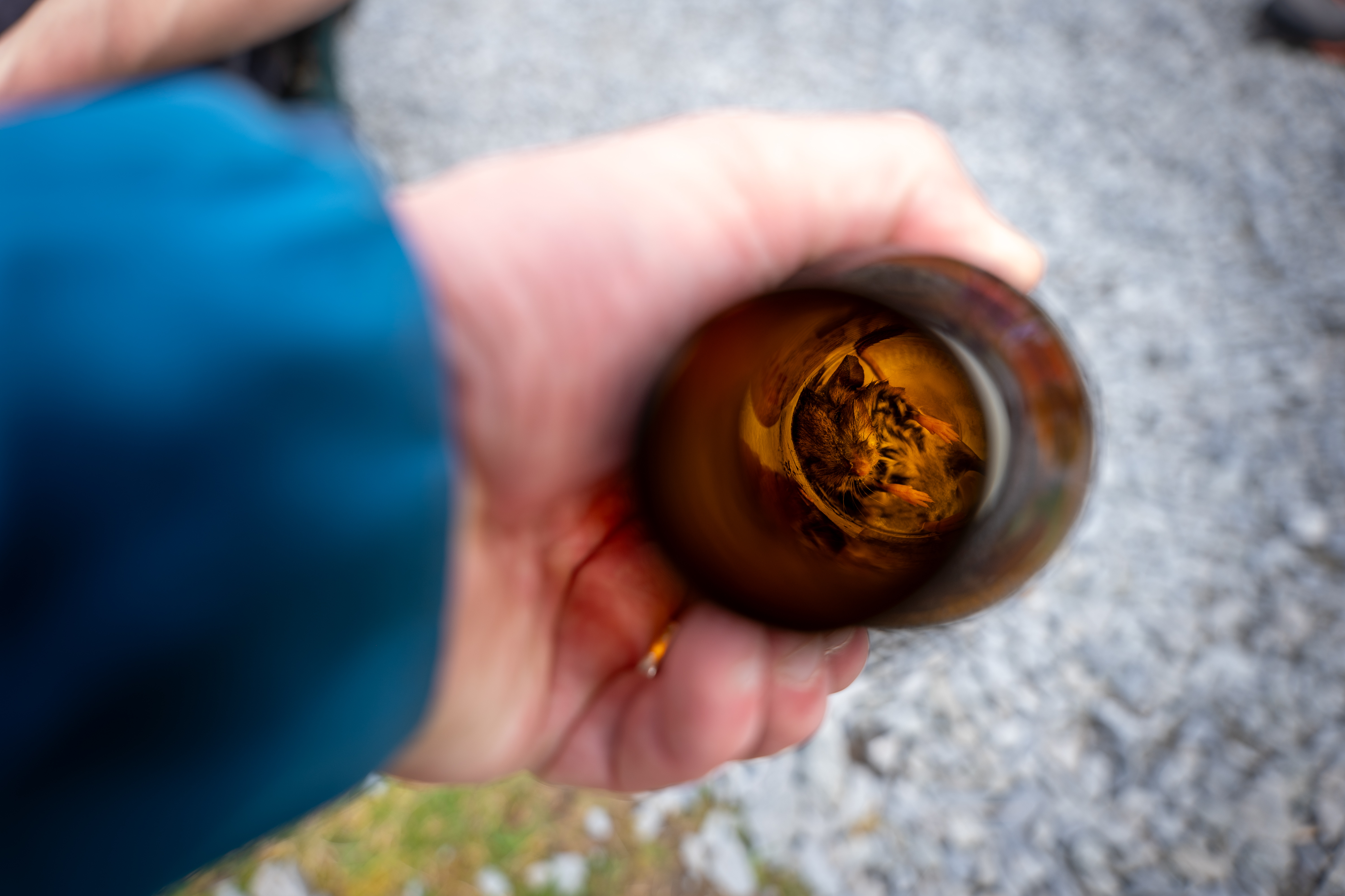 Trash Free Trails Report Highlights Impact On Wildlife