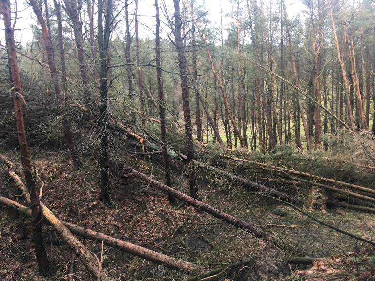 Storm Darragh – What’s the Damage?