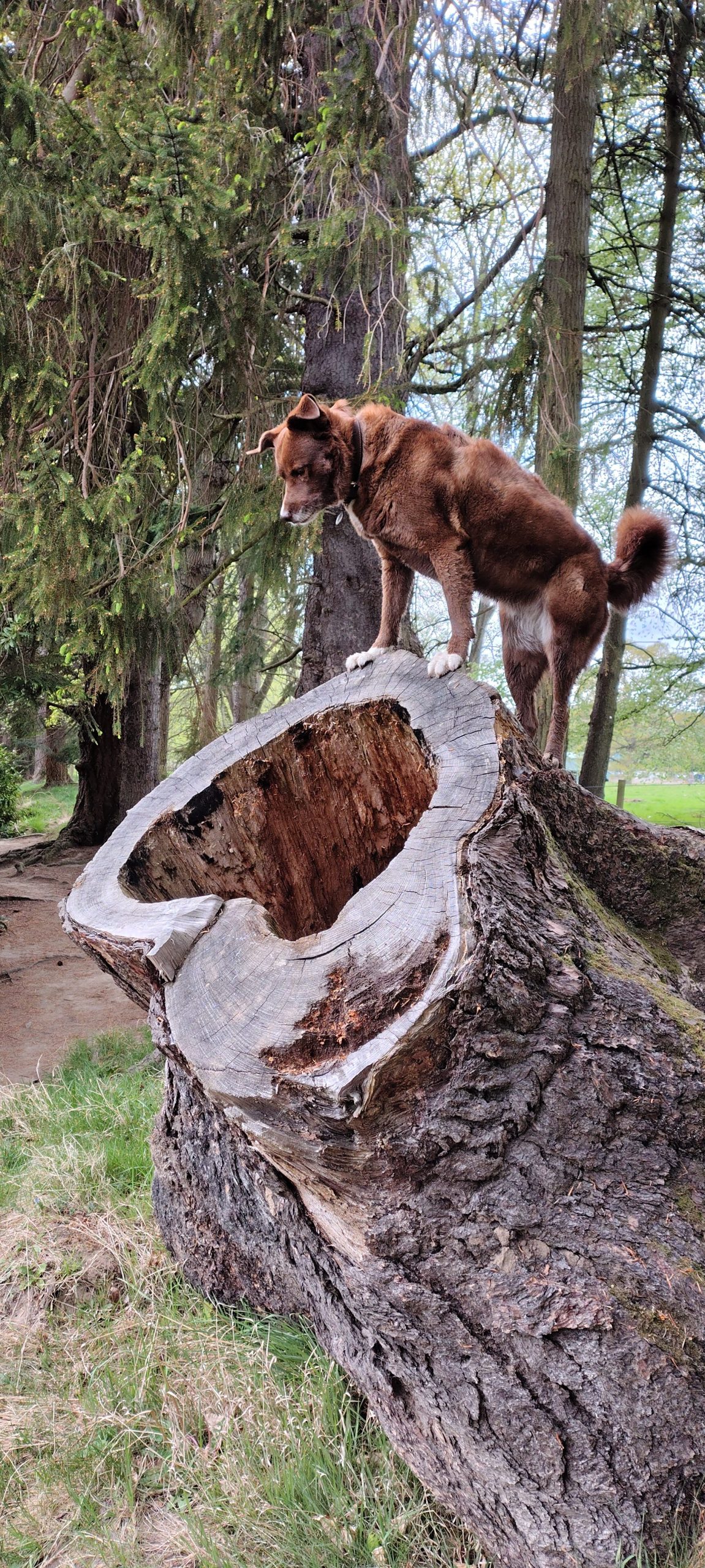 Steel 26 rigid fork.