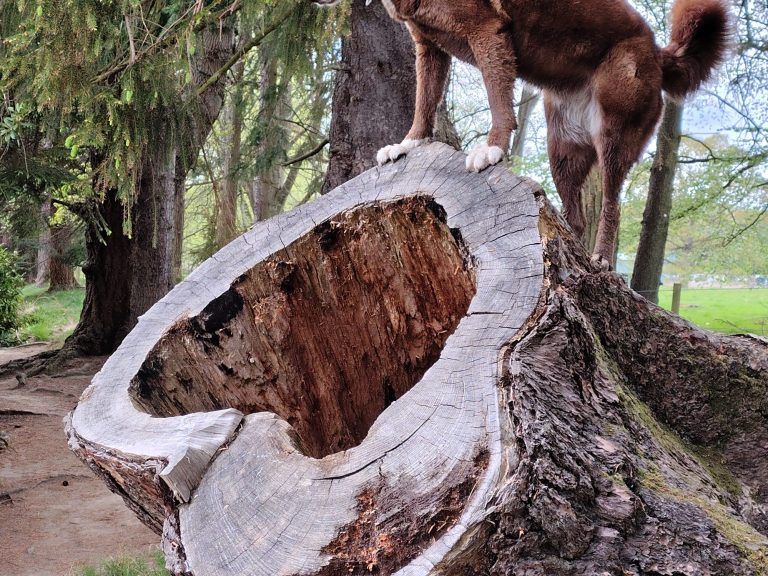 Steel 26 rigid fork.