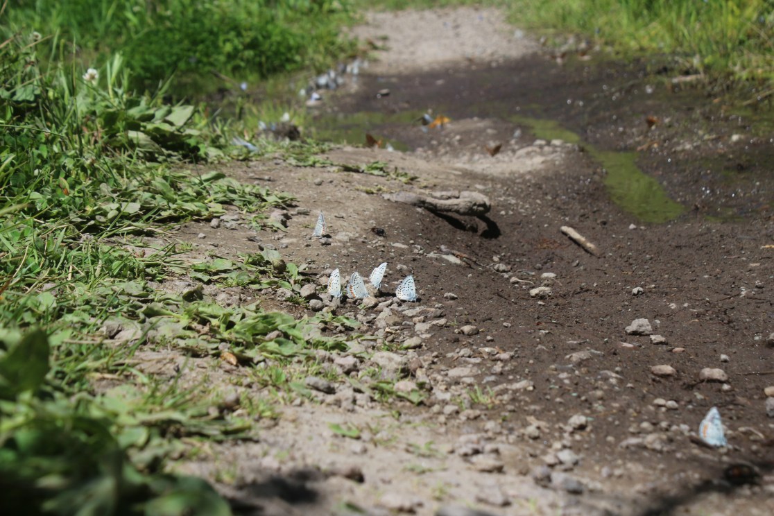 A dirt path adorned with small, white butterflies and surrounded by green grass and leaves.