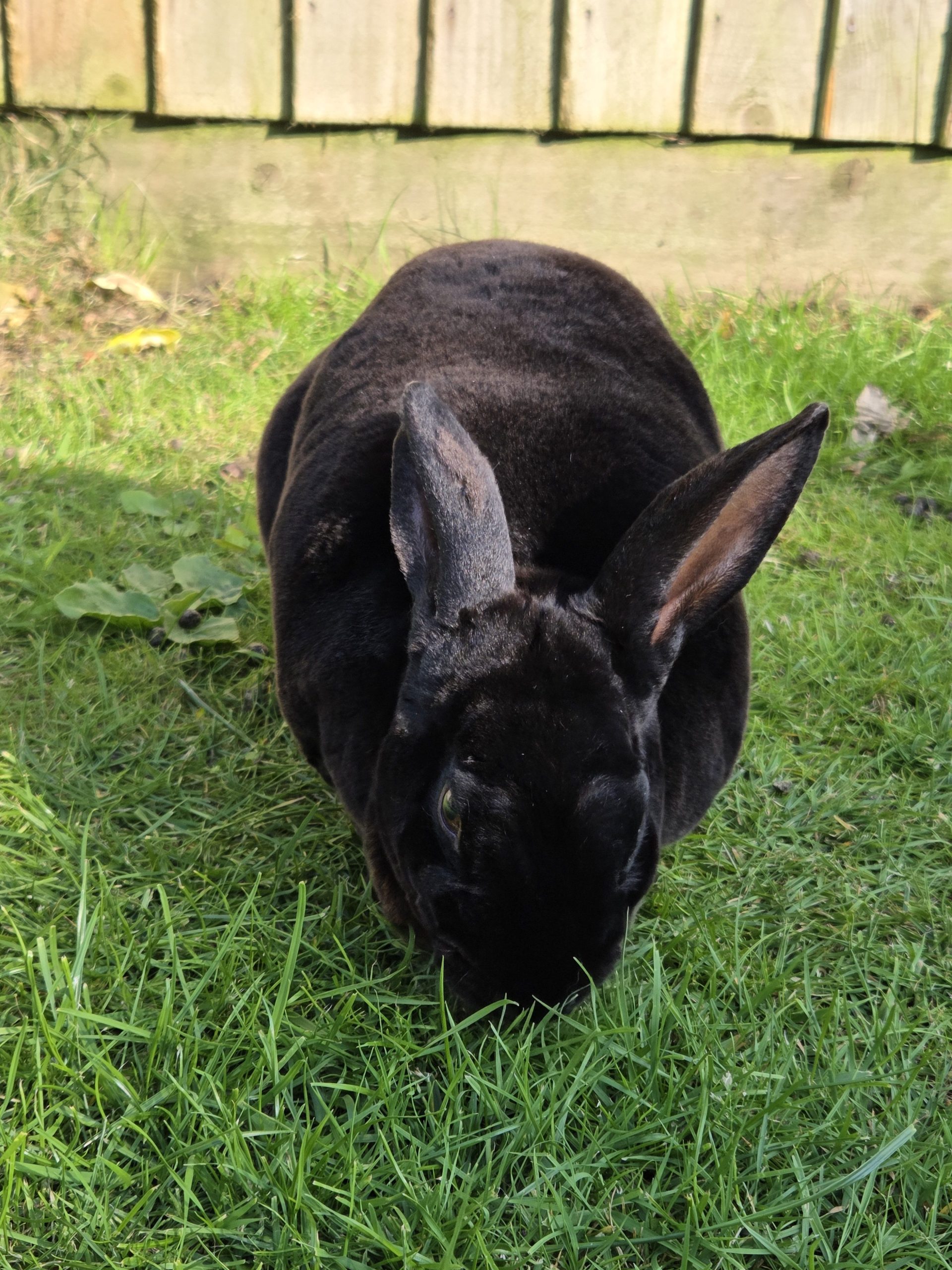 Wanted: XL steel frame and forks for a station commuter