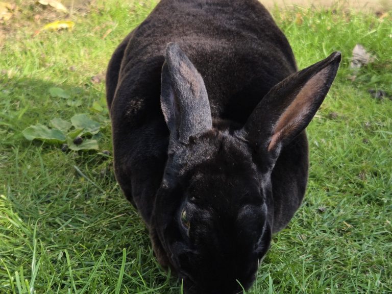 Wanted: XL steel frame and forks for a station commuter