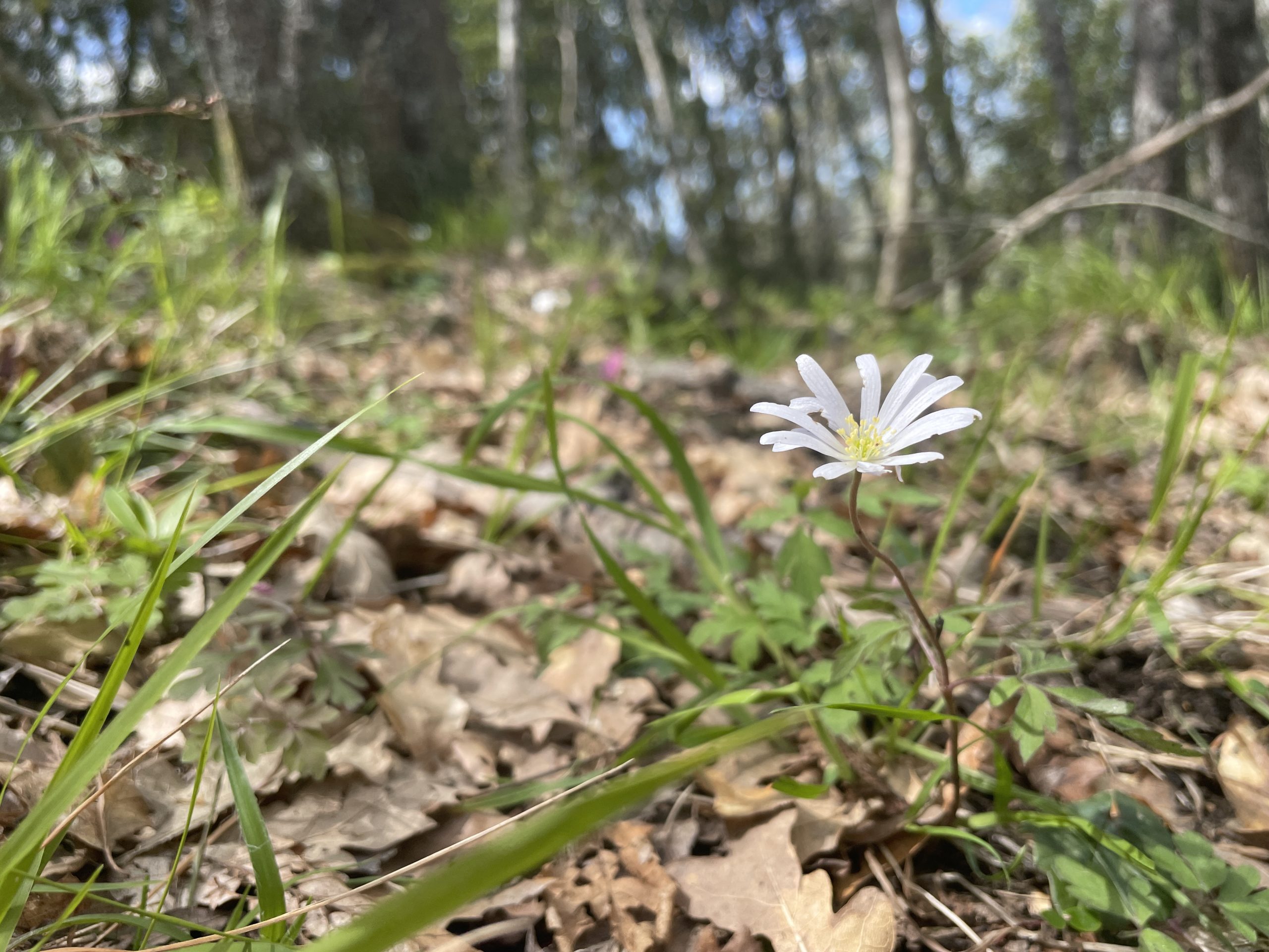 Opinion: Click and collect (much later)