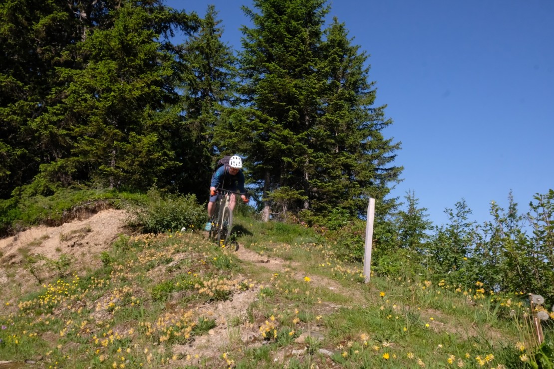 A gravel biker descending a trail surrounded by tall trees and wildflowers in an alpine setting, under a clear blue sky.