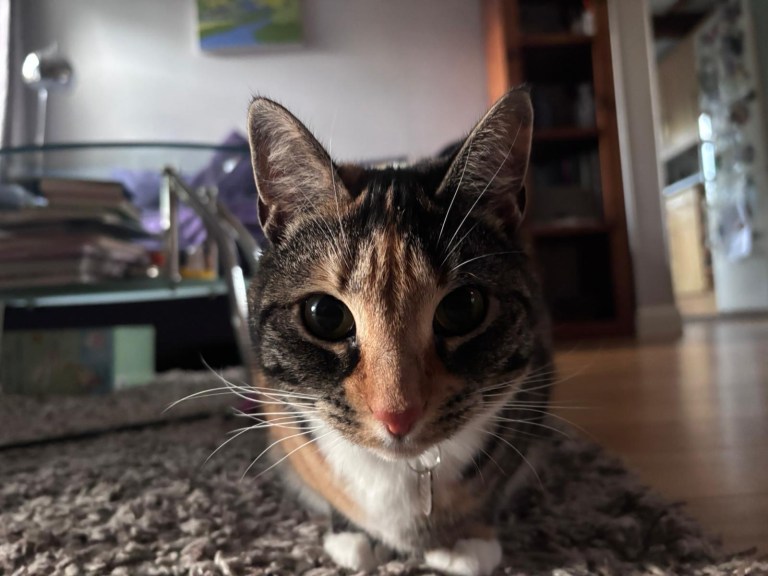 WTD: 26 or 27.5 140-160 fork