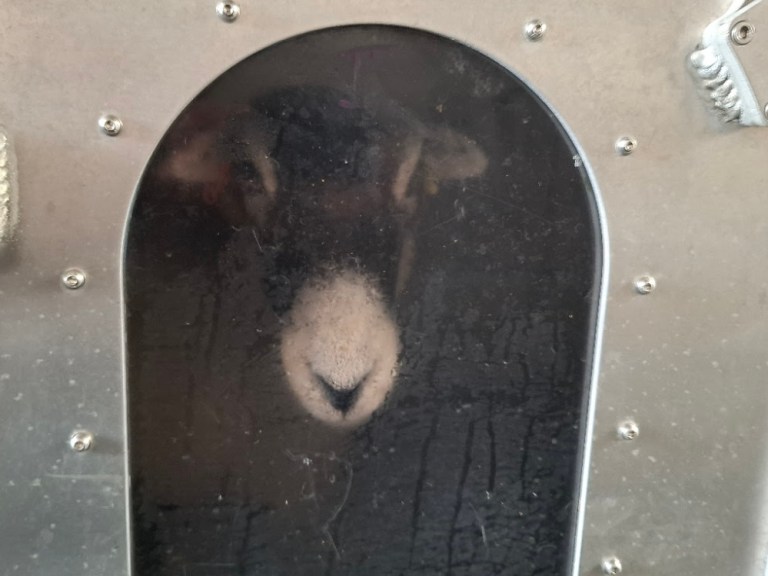 Fresh Goods Friday 786: The Dutch Ovine Edition