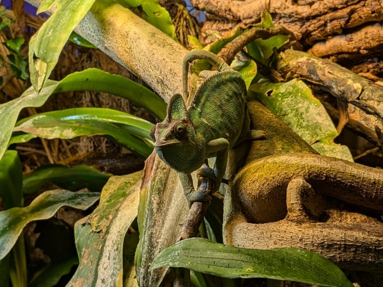 WTD Hope Mono Mini RH lever