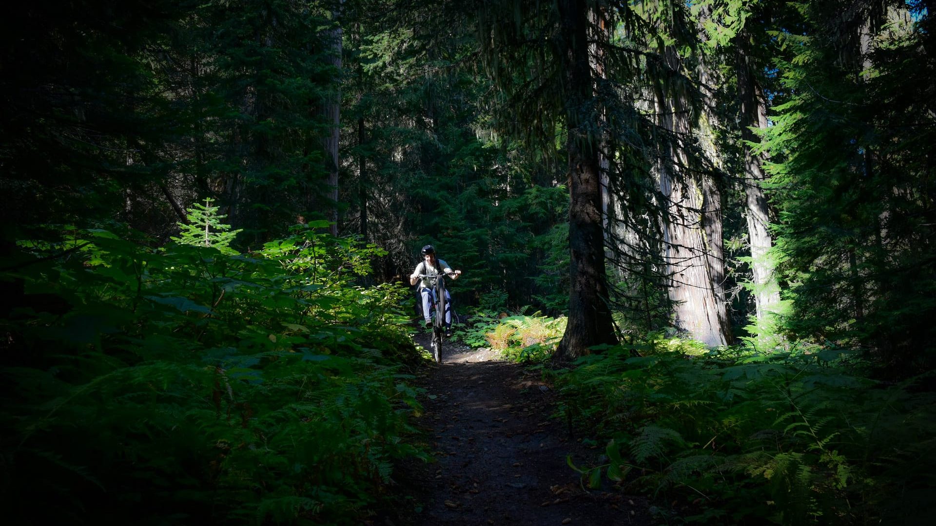 A mountain biker navigates a trail surrounded by dense greenery and towering trees in Rossland, British Columbia.