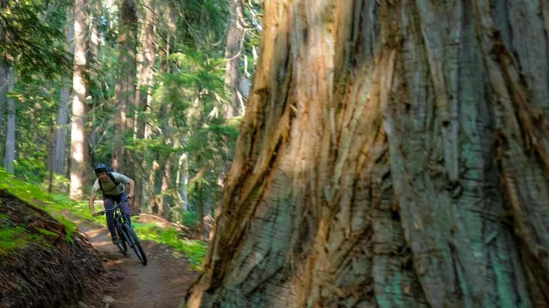 A mountain biker navigating a forest trail, surrounded by tall trees and lush greenery in Rossland, British Columbia.