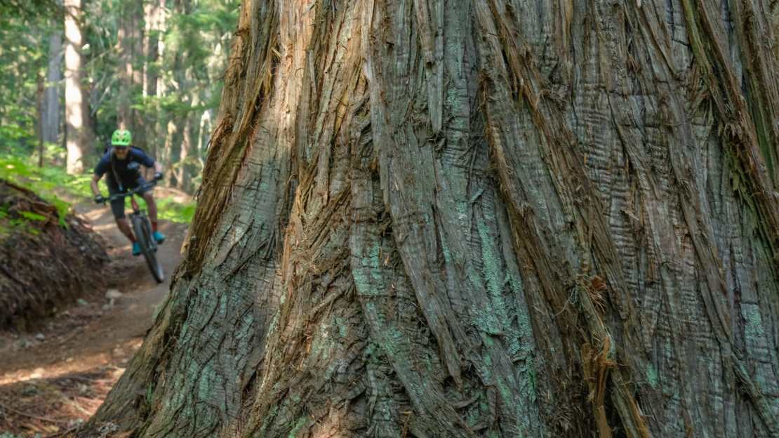 A mountain biker in a green helmet rides along a winding dirt trail through a lush forest, with a large tree trunk prominently featured in the foreground.