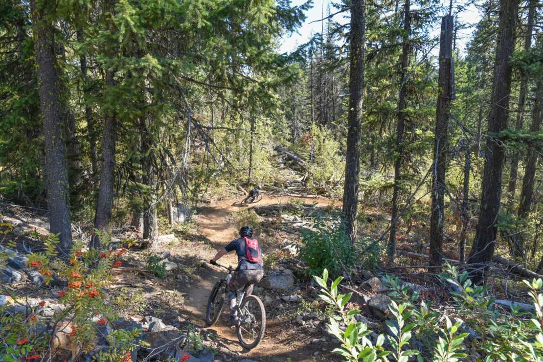A mountain biker navigating a dirt trail surrounded by trees in a forested area, showcasing the natural beauty of the landscape.