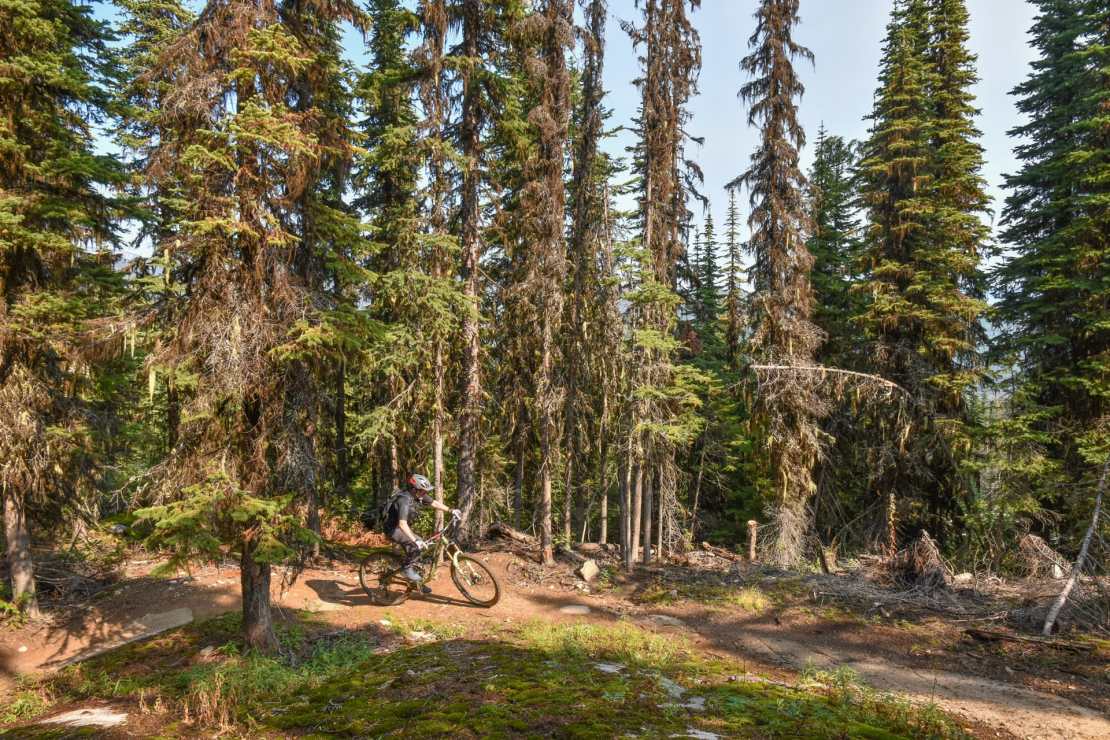 A mountain biker navigating a trail surrounded by tall evergreen trees in a forest setting.