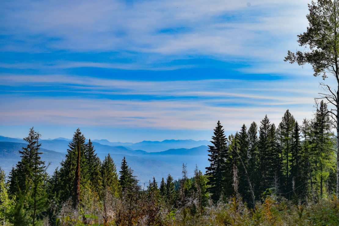 A panoramic view of the West Kootenay region in British Columbia, showcasing a forest of tall evergreens under a bright blue sky with wispy clouds.