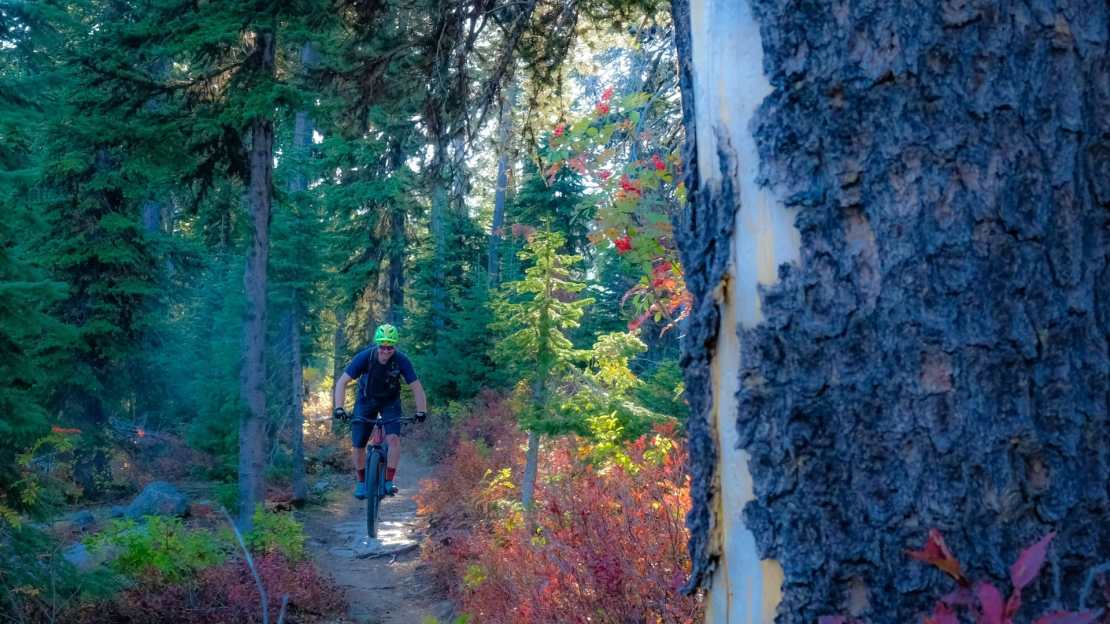 A mountain biker rides along a narrow trail surrounded by lush green trees and autumn foliage in Rossland, British Columbia.