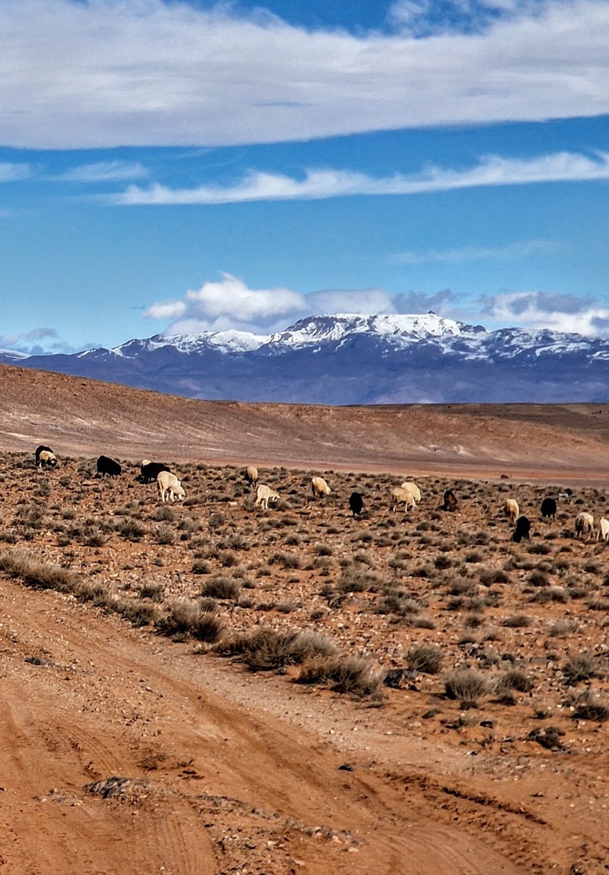 Snow-capped Atlas peaks above a desert valley with grazing animals.