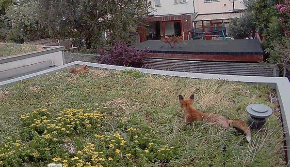 foxes_in_garden_near_building.png