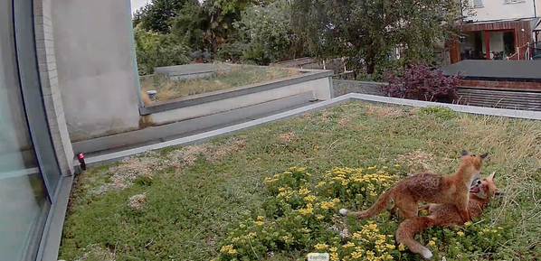 two_foxes_playing_on_green_roof.png