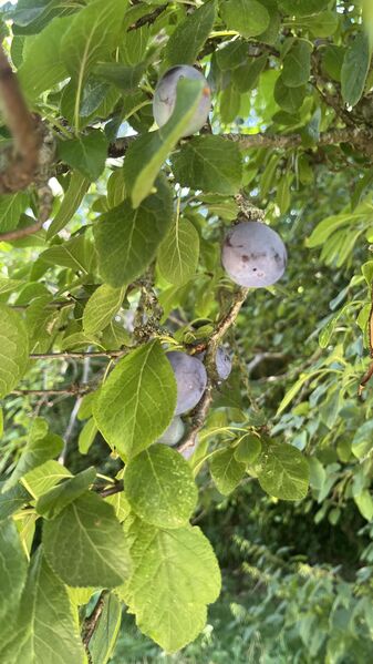 IMG_9309.jpeg