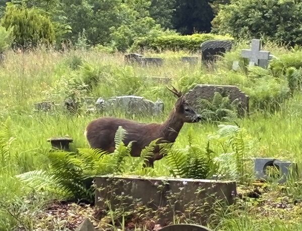 IMG_0099.jpeg