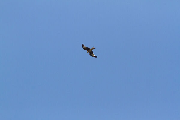 IMG_5465.jpg