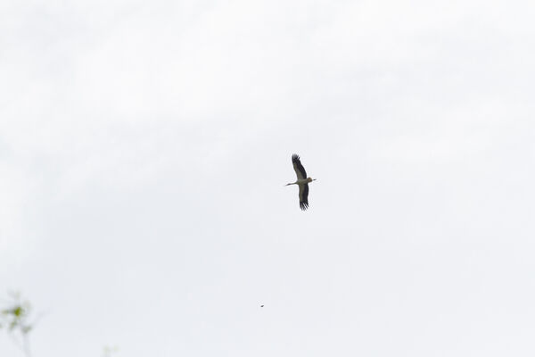 IMG_6541.jpg