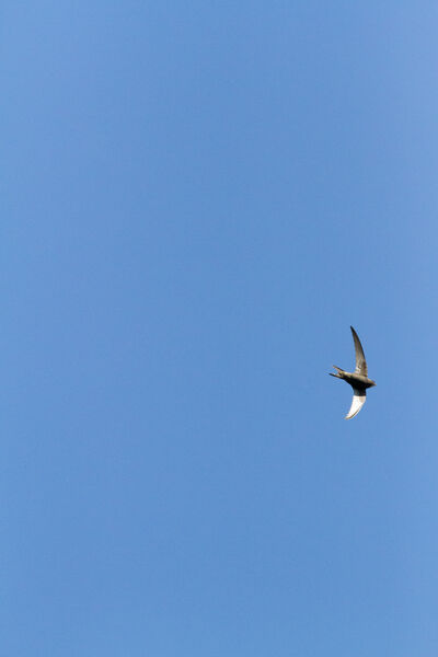 IMG_5789.jpg