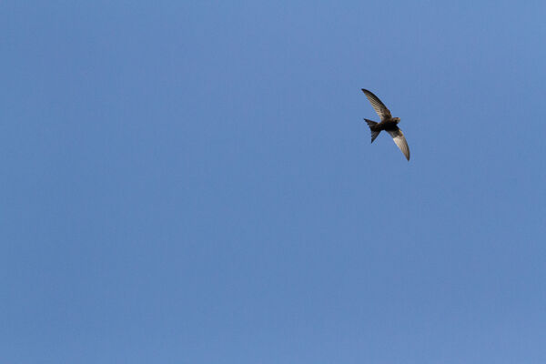 IMG_5944.jpg