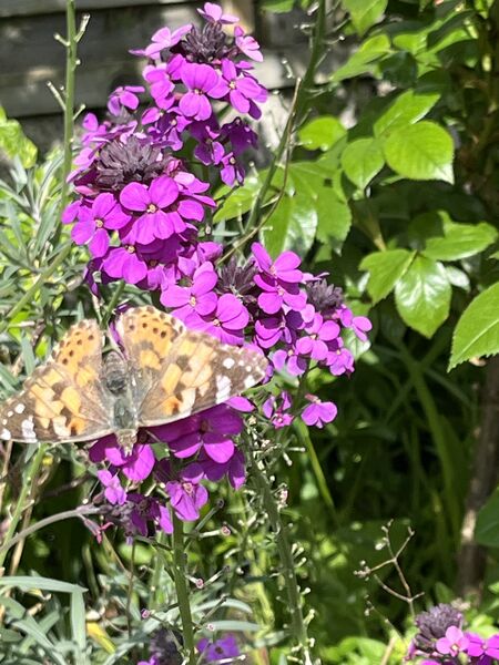 IMG_6574.jpeg