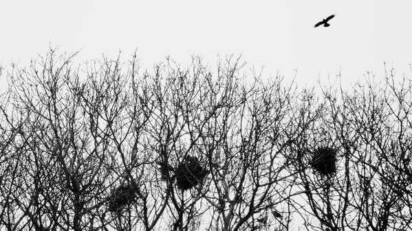 2026 01 01 Oddments 2026 RAW_53.jpg