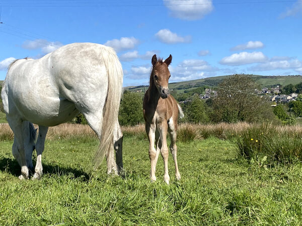 New foal.jpg