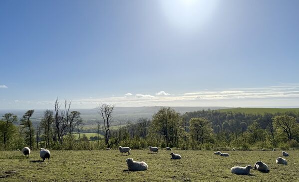IMG_2010.jpeg