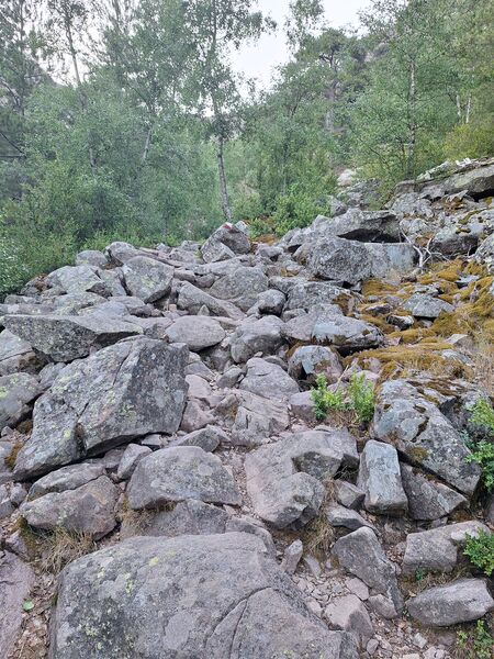 20260703_064209.jpg