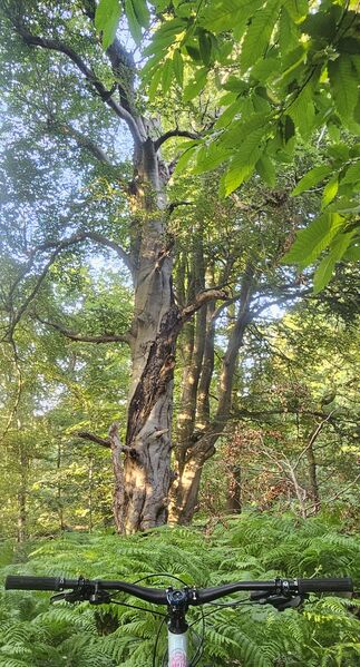 SquatchTree.jpg