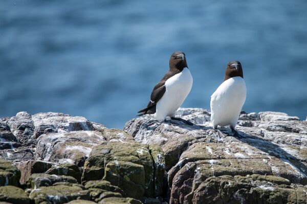 Razorbill.jpg
